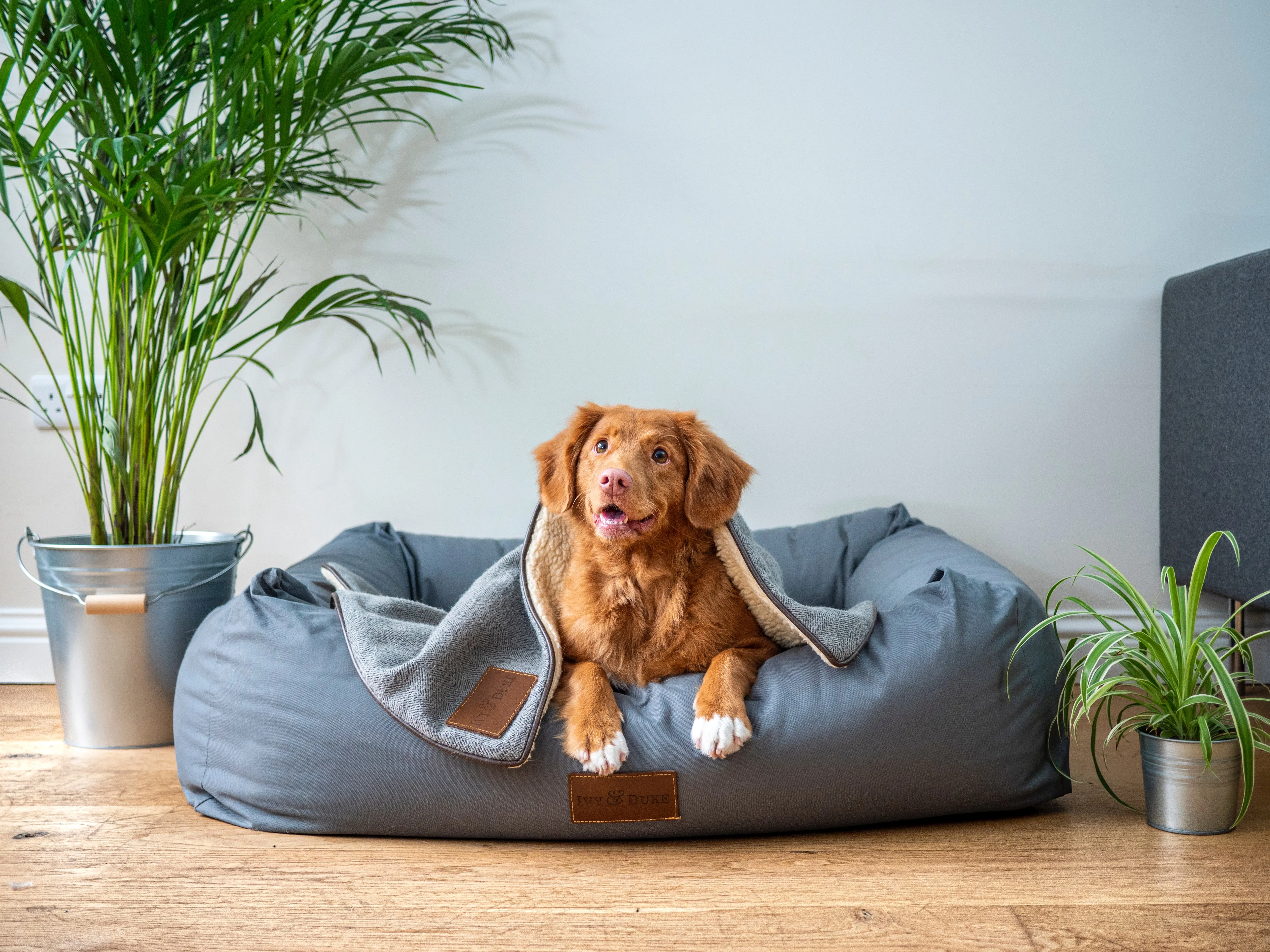 Love Your Pet? Live in Miami! Miami is America’s 3rd Best City for Pet Lovers (& No. 1 Big City!)