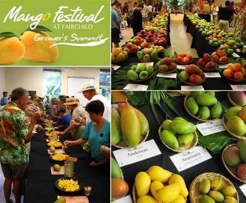 The Cure For A Mangover Is More Mangos