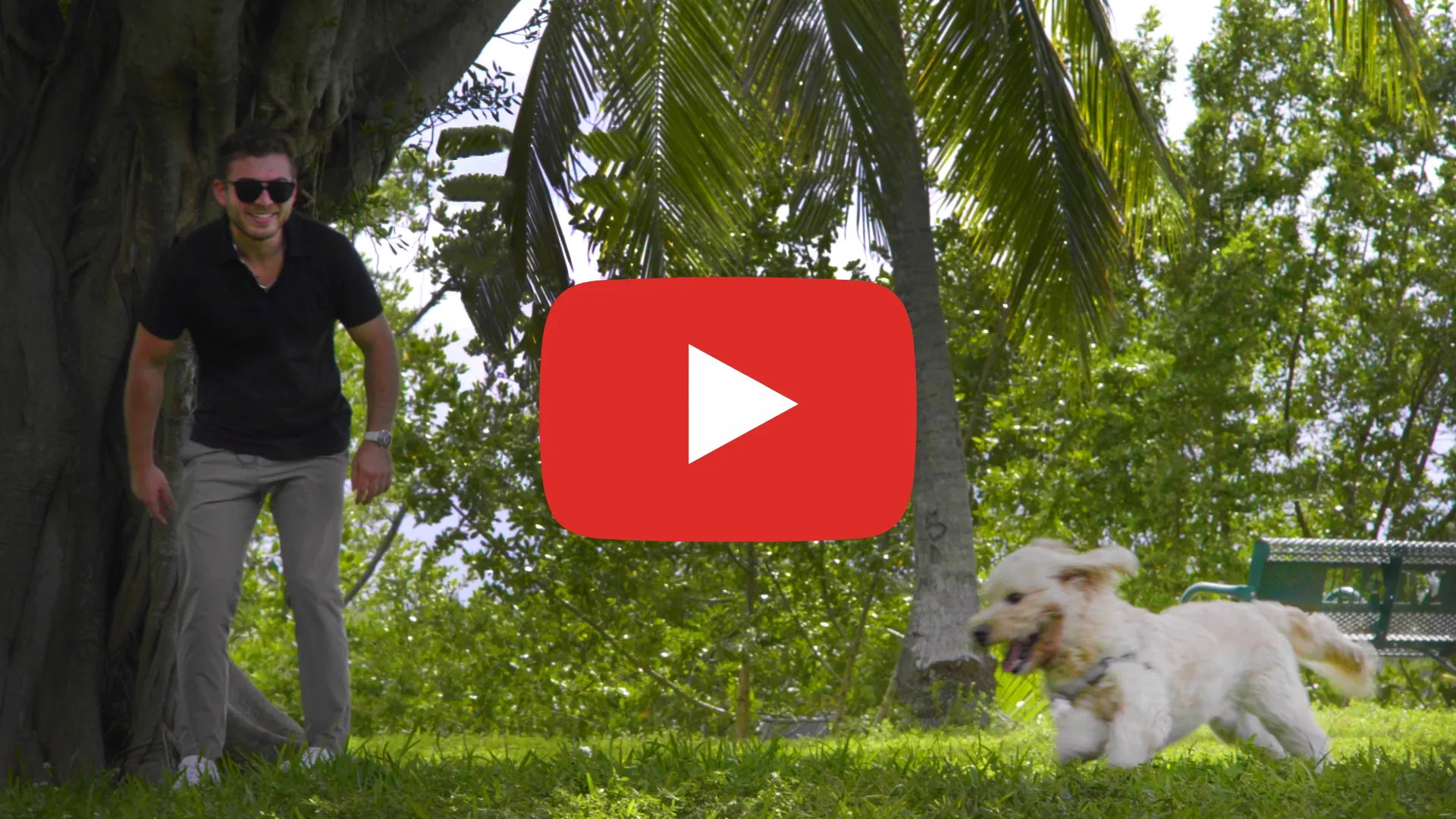 Video: The Most Dog-Friendly Neighborhoods in Miami