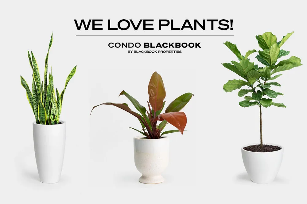 We Love Plants! These are the Best Indoor Plants for Condo Living