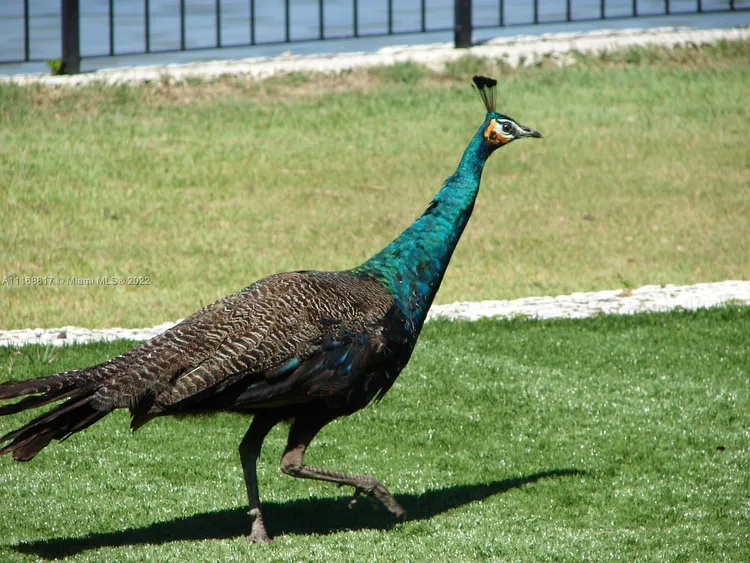 Padua Condo Deering Bay #221 image #38