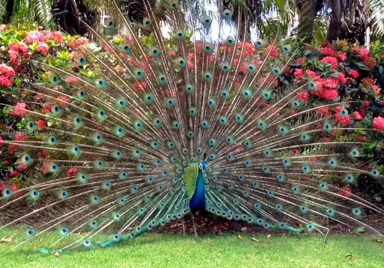 Padua Condo Deering Bay #221 image #39