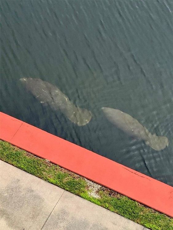 Coral Ridge Towers North #608 image #52